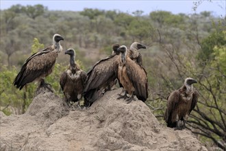 White-backed vulture (Gyps africanus), group, adult, alert, Sabi Sand Game Reserve, Kruger National