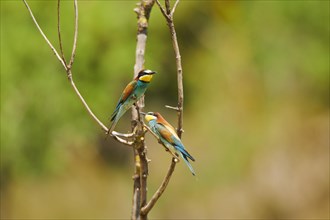 European bee-eaters (Merops apiaster) sitting on a branch, France, Europe