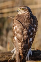 Young eurasian sparrowhawk (Accipiter nisus) resting on a branch in the sun, Bas-Rhin, Alsace,