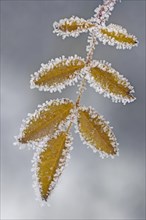 Twig with ice crystals