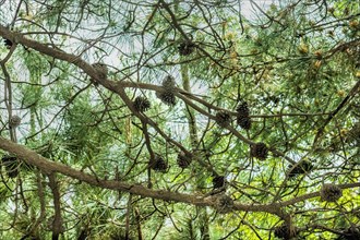 Branches of evergreen tree with abundance of pine cones in Goseong, South Korea, Asia