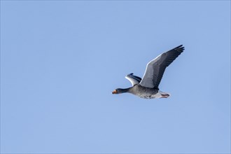 Greylag geese (Anser anser), flying, Emsland, Lower Saxony, Germany, Europe