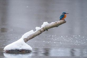 Common kingfisher (Alcedo atthis) sitting on a snow-covered branch above a frozen water surface,