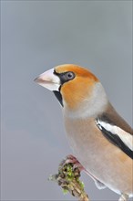 Hawfinch (Coccothraustes coccothraustes), male, sitting on a branch covered with moss, North