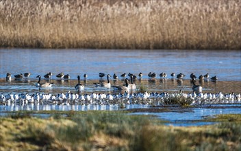 Canada Goose, Branta canadensis, birds on marshes at winter