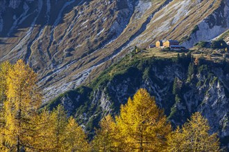 Mountain hut and golden larches in mountain landscape, autumn, Hofpuerglhuette, Dachstein