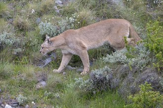Cougar (Cougar concolor), silver lion, mountain lion, cougar, panther, small cat, Torres del Paine