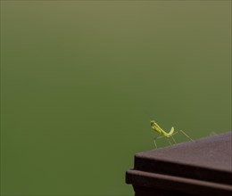 Closeup of baby praying mantis posing for camera on a wooded fence post with a blurred out