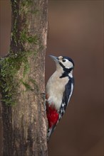 Great spotted woodpecker (Dendrocopos major) adult bird on a tree branch, Norfolk, England, United