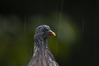 Wood pigeon (Columba palumbus) adult bird soaking wet in a rain storm, Suffolk, England, United