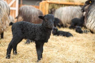 Newborn black lamb standing on straw, grey horned Heidschnucken (Ovis gmelini aries) or Lueneburger