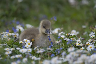 Greylag goose (Anser anser) juvenile baby gosling bird amongst Daisy and Speedwell spring flowers,