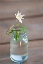 Wood anemone (Anemone nemorosa), softly illuminated white flower stands in a small vase on a wooden