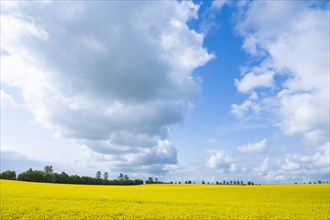 Rapeseed field, rapeseed (Brassica napus) in bloom, blue sky, white clouds, Thuringia, Germany,