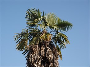 Palm (areaceae) tree