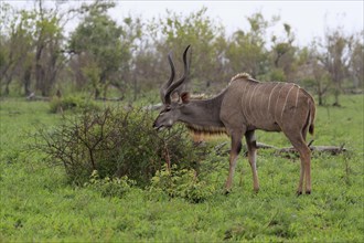 Greater Kudu, zambezi greater kudu (Strepsiceros zambesiensis), adult, male, foraging, feeding,