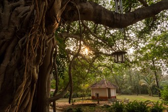 Banyan Tree, Central Guest House, future city Auroville, near Pondicherry or Puducherry, Tamil