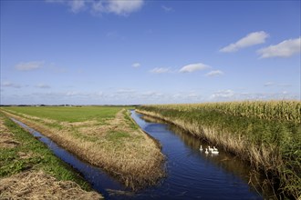 Landscape on Texel, West Frisian Island, Province of North Holland, Netherlands