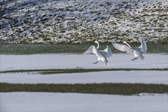 Whooper swans (Cygnus cygnus), landing, Emsland, Lower Saxony, Germany, Europe