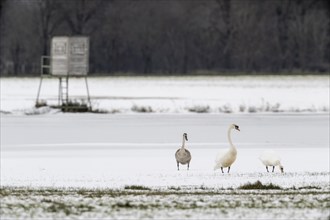 Mute swans (Cygnus olor), Emsland, Lower Saxony, Germany, Europe