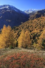 Golden larches in front of snow-covered mountain peaks, autumn, sun, Hohe Tauern National Park,