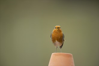 European robin (Erithacus rubecula) adult bird singing on a garden flower pot, Suffolk, England,