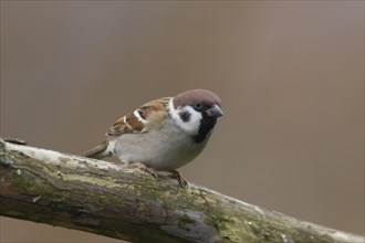 Tree sparrow (Passer montanus) adult bird on a tree branch, Cambridgeshire, England, United