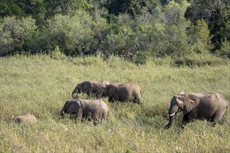A herd of elephants (Loxodonta africana) walks through the grassland, near Lower Sabie Rest Camp,