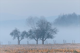 Morning calm in the lowlands in the winter months. Bas-Rhin, Alsace, Grand Est, France, Europe