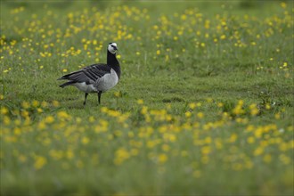 Barnacle goose (Branta leucopsis) adult bird standing on grassland with flowering Buttercups,