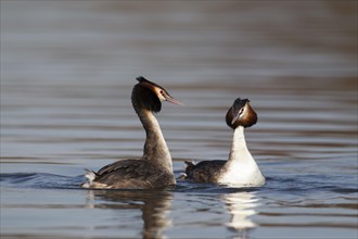 Great crested grebe (Podiceps cristatus) two adult birds performing their courtship display on a