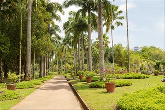 Palm collection in city park in Kuching, Malaysia, tropical garden with large trees and lawns,