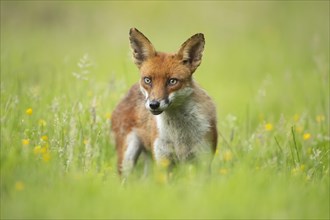Red fox (Vulpes vulpes) adult stood in a summer meadow with flowering Buttercups, Essex, England,
