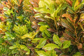 Colorful pink, green, yellow Croton leaves Background, sunny day at tropical park, selective focus,