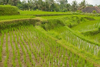 Rice terraces, Campuhan ridge walk, Bali, Indonesia, track on the hill with grass, large trees,