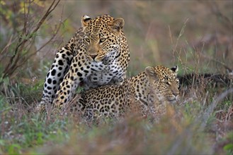 Leopard (Panthera pardus), adult, pair, mating, Sabi Sand Game Reserve, Kruger NP, Kruger National