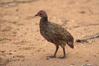 Swainson's spurfowl (Pternistis swainsonii), adult, foraging, vigilant, Kruger National Park,