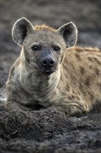 Spotted hyena (Crocuta crocuta), adult, portrait, alert, Sabi Sand Game Reserve, Kruger National