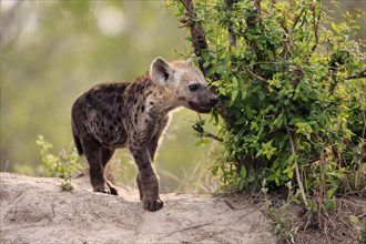 Spotted hyena (Crocuta crocuta), young animal, at the den, vigilant, Kruger National Park, Kruger