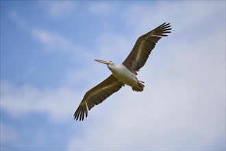 Great white pelican (Pelecanus onocrotalus) flying in the sky, France, Europe