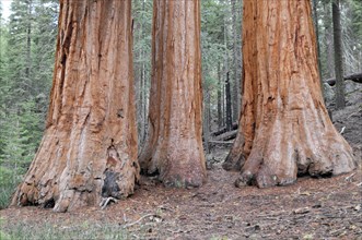 Sequoias in Mariposa Grove, Yosemite National Park, California, USA, North America