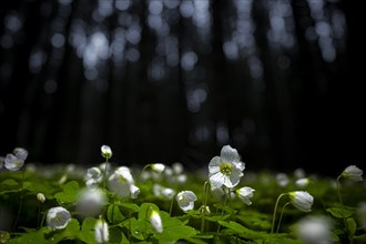 Common wood sorrel (Oxalis acetosella) with blurred forest in the background, Mindelheim, Bavaria,
