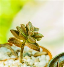 Closeup of green succulent cactus in bowl of white pebbles with blurred background