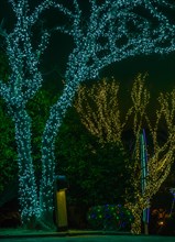 Night photo of trees covered with tiny white, green and yellow Christmas lights in South Korea