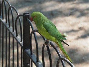 Green parakeet parrot Psittacara holochlorus bird animal