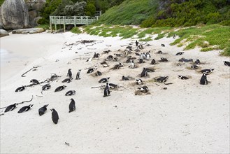 African penguins (Spheniscus demersus), Boulders Beach, Simon's Town, Western Cape, Republic of