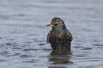 European starling (Sturnus vulgaris) adult bird bathing in a shallow puddle, Dorset, England,