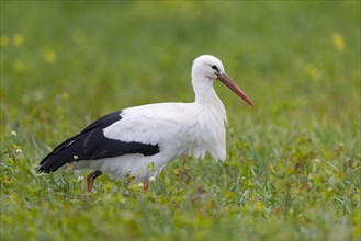 White stork A white stork in profile standing in a meadow