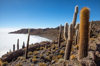 Salar de Uyuni Bolivia Isla Incahuasi