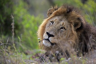 Lion (Panthera leo), male, portrait, vigilant, Kruger National Park, Kruger National Park, South